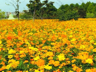 格桑花一年四季都開(kāi)花嗎