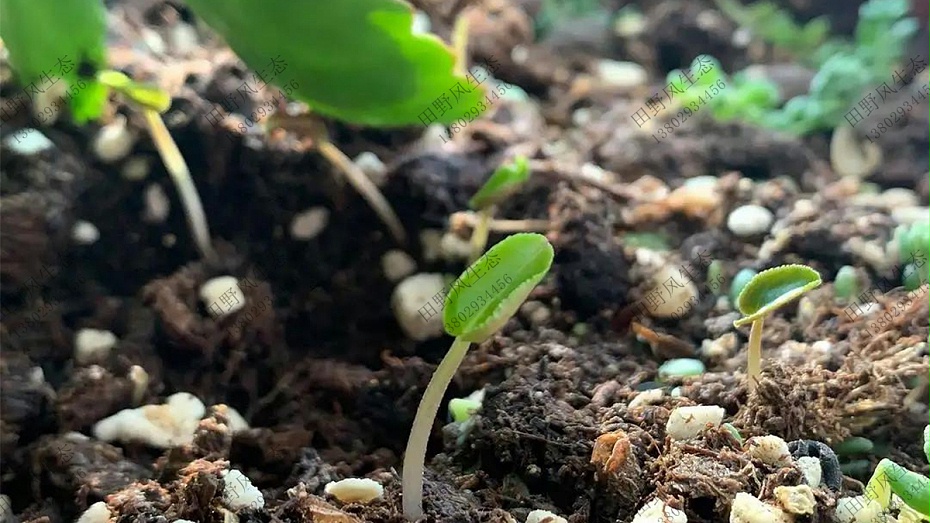 仿真植物