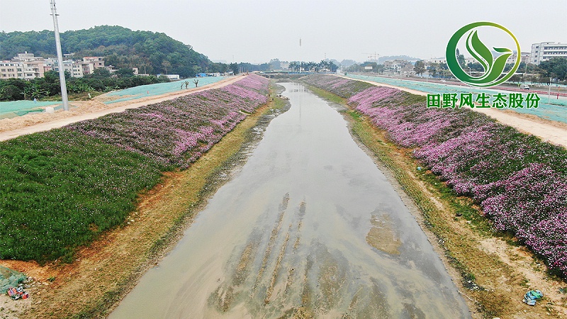 河道生態(tài)修復,邊坡綠化