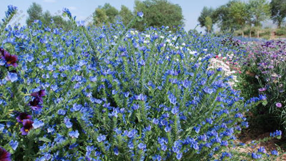 藍(lán)薊花籽,綠化花卉種子