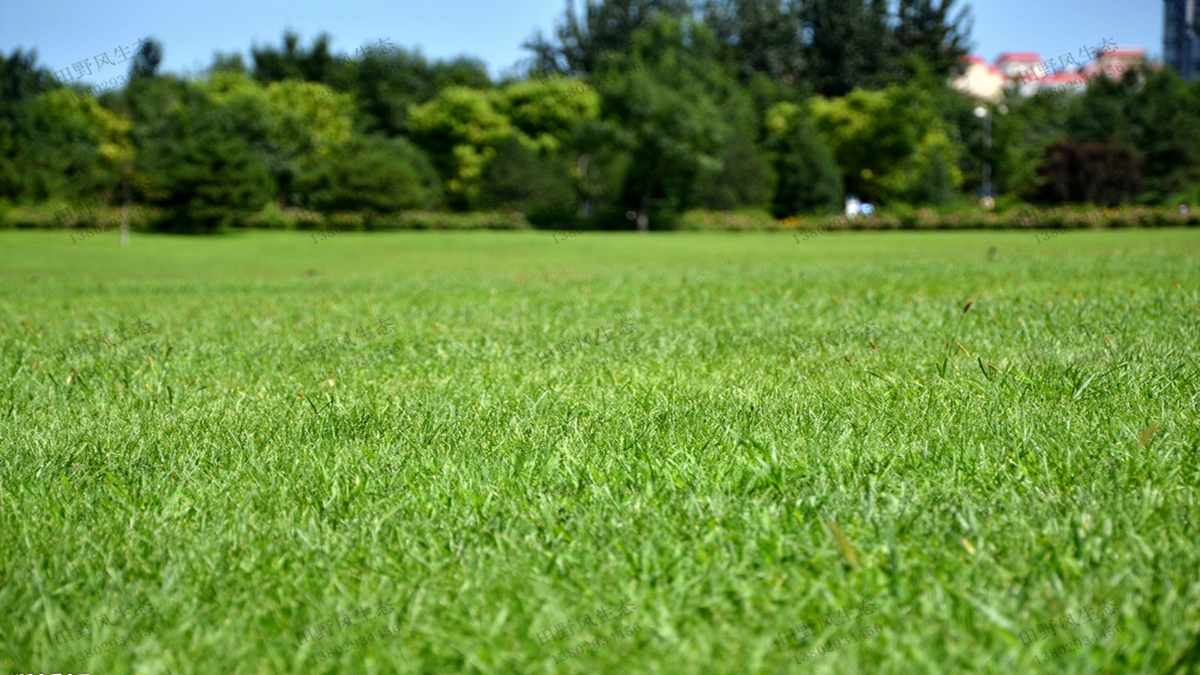 四季常綠的混播草坪都有哪些草坪草種？