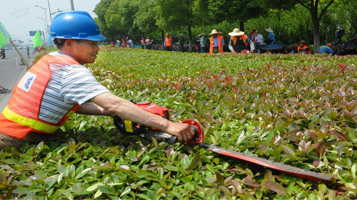 市政道路綠化養(yǎng)護