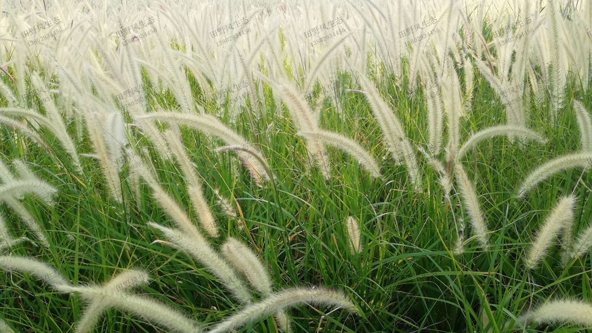 “離離原上草”，狼尾草草種草籽種植技術詳解