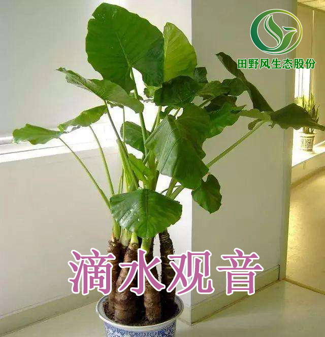 綠植租擺，植物租賃