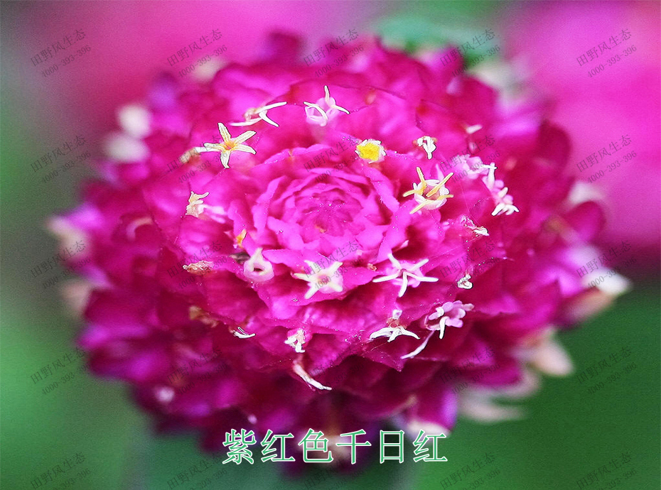 花種子