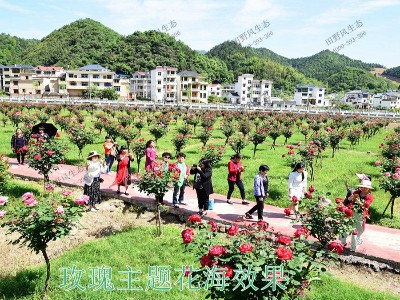 花海花卉品種搭配方案