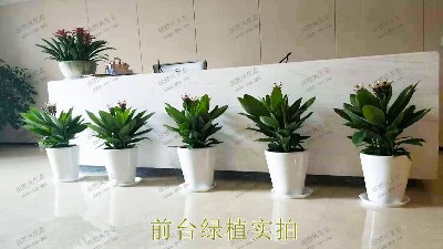 花卉植物租擺,廣東省交通運輸建設(shè)工程質(zhì)量檢測中心