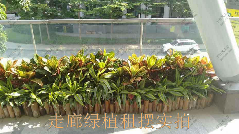 廣州凱華國(guó)際中心綠植出租案例