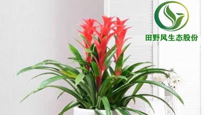 送你一朵小紅花，年前養(yǎng)這些年花”寓意紅紅火火、喜慶吉祥！