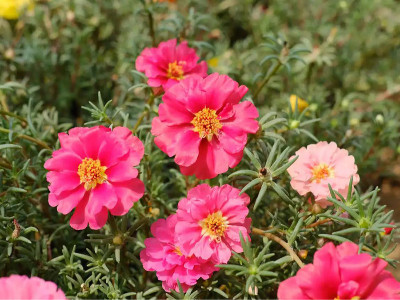 太陽(yáng)花種子種多久開花？