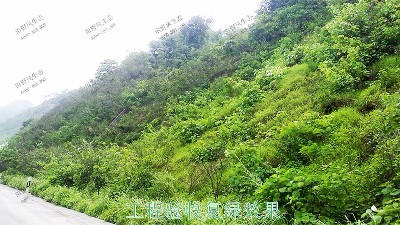 廣東清遠美林基業(yè)地產邊坡復綠