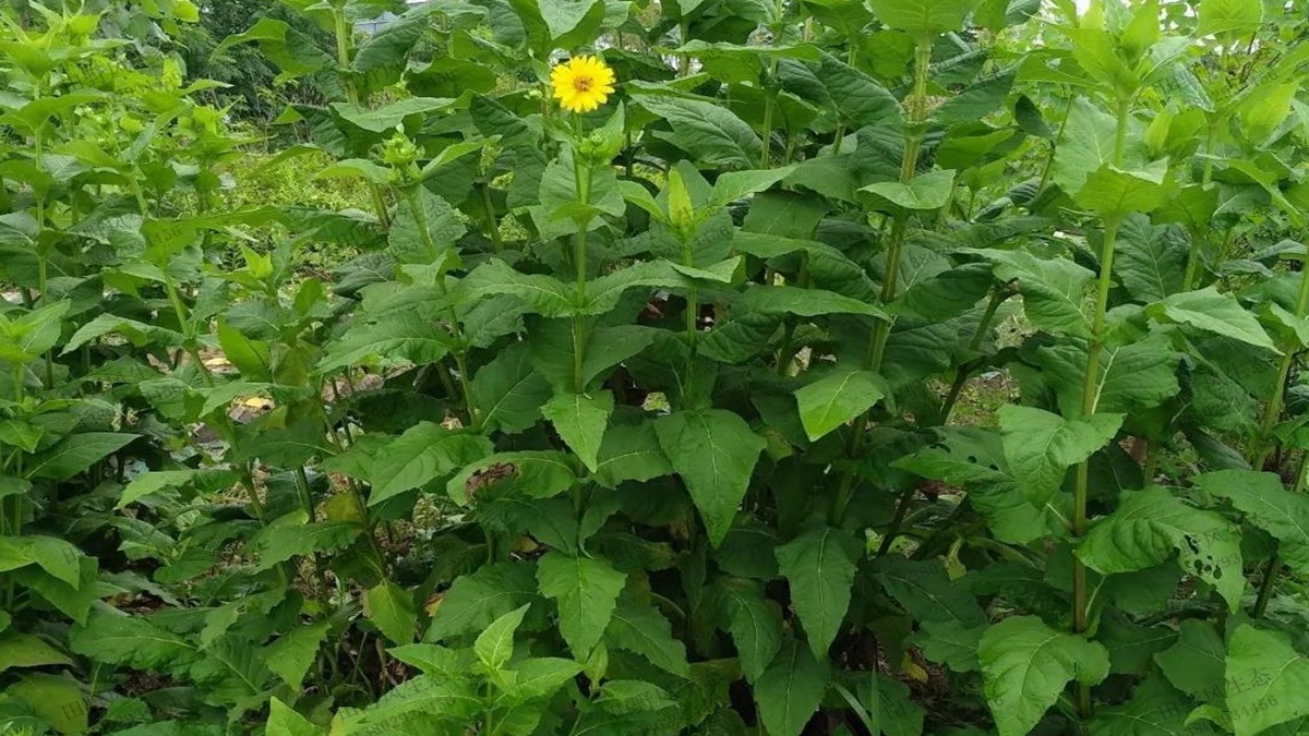 串葉松香草種子種植