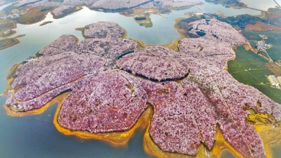 田野風(fēng)大講堂：怎么打造花海景觀？花海景觀設(shè)計需要注意什么？