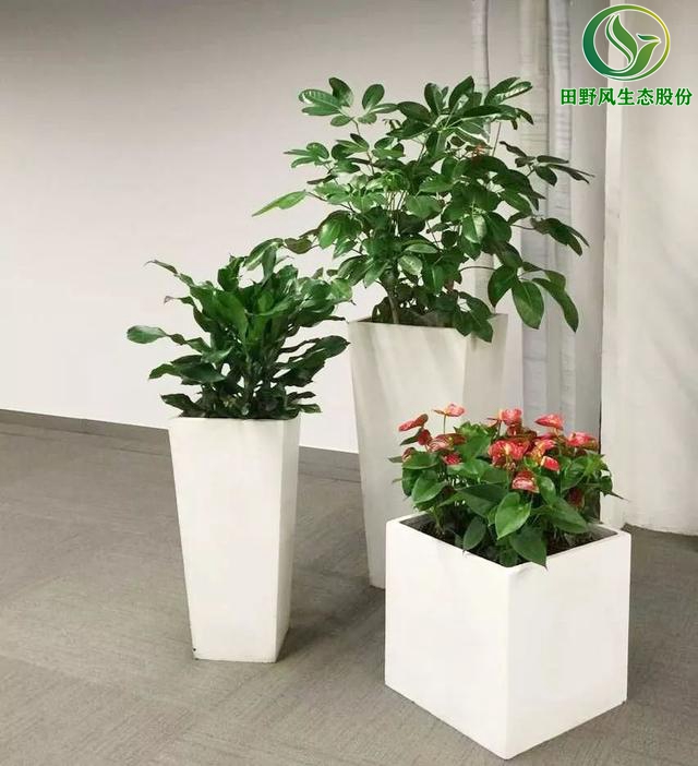 辦公室植物租擺,植物出租