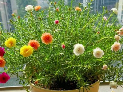 太陽(yáng)花種植方法全過(guò)程