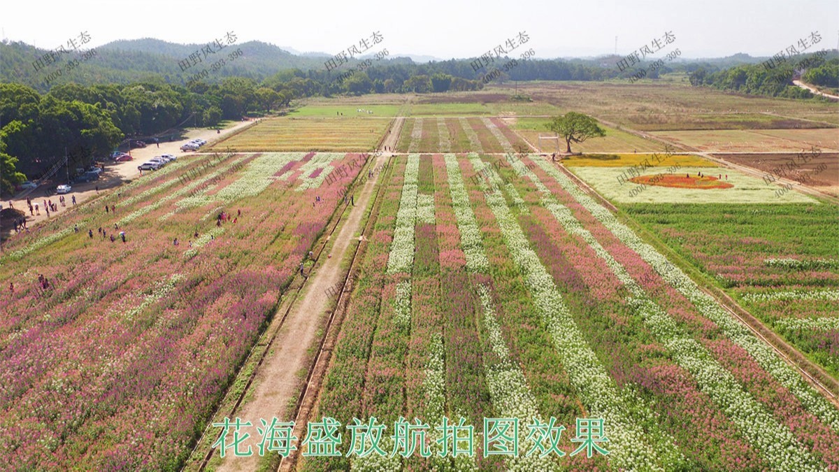 湖北武漢農(nóng)業(yè)生態(tài)園花海工程,