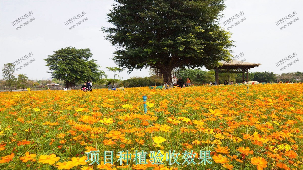 廣東丹霞山國家森林公園花海工程