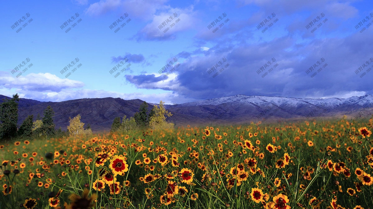 混播一年生花種,花?；ǚN子