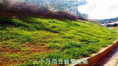 江西廣昌火龍果基地廠區(qū)掛網(wǎng)植草