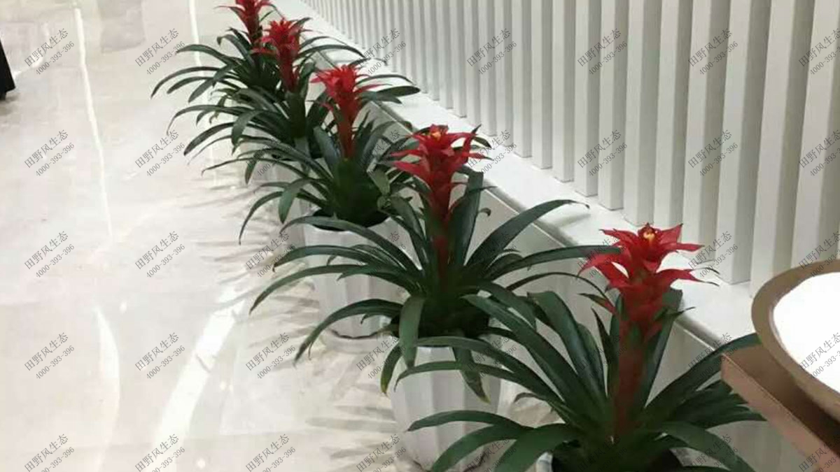 廣場植物花卉養(yǎng)護,廣場綠植養(yǎng)護