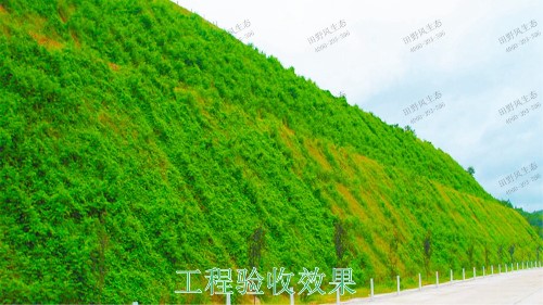 清連高速清遠(yuǎn)段高速公路邊坡復(fù)綠工程