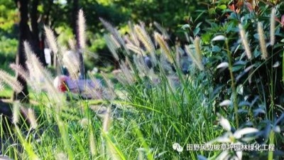 公路邊坡綠化狗尾巴草，也可以美成一種藝術(shù)