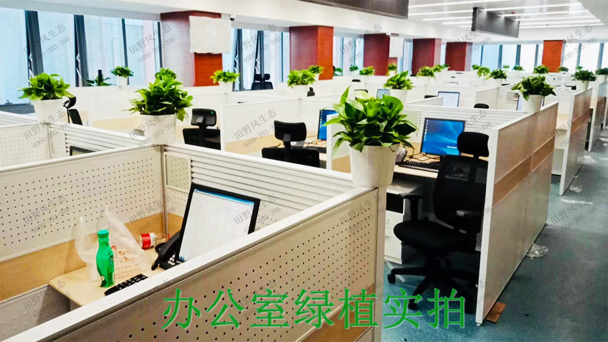 2辦公室綠植實(shí)拍