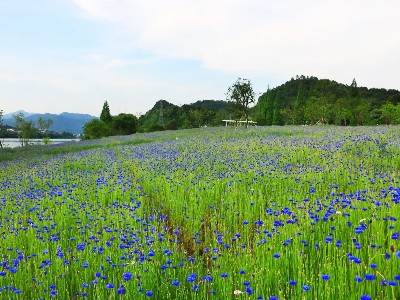 矢車(chē)菊是什么花種